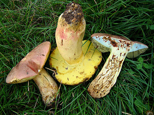 Boletus pseudoregius Boletus pseudoregius