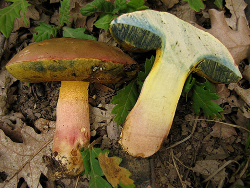 Boletus pseudoregius Boletus pseudoregius