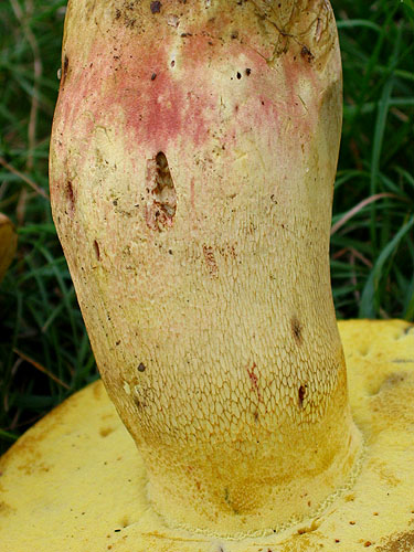 Boletus pseudoregius Boletus pseudoregius