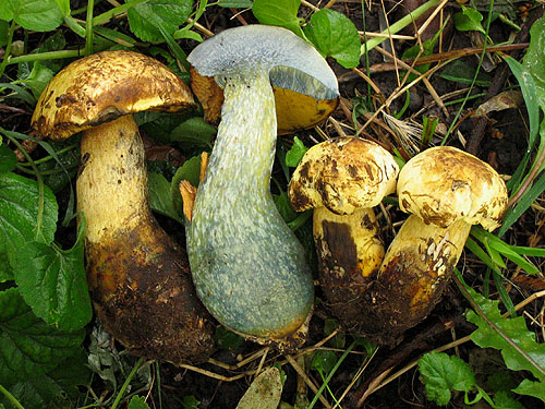 Boletus pseudosulphureus Boletus pseudosulphureus