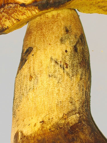 Boletus pseudosulphureus Boletus pseudosulphureus