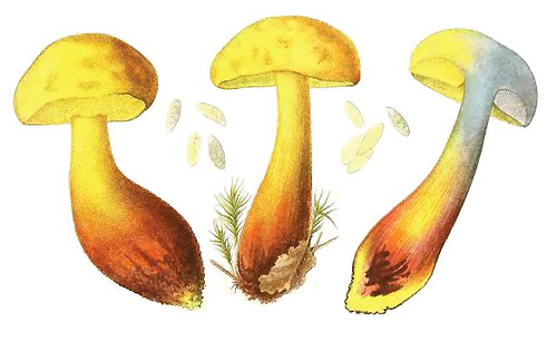 Boletus pseudosulphureus Boletus pseudosulphureus