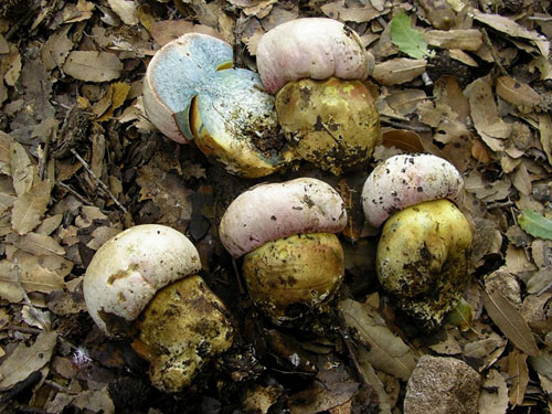 Boletus pulchrotinctus Boletus pulchrotinctus