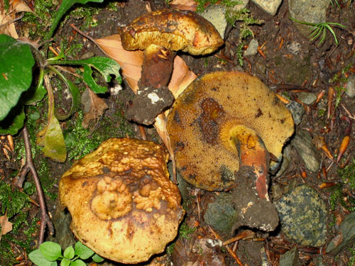 Boletus pulverulentus Boletus pulverulentus