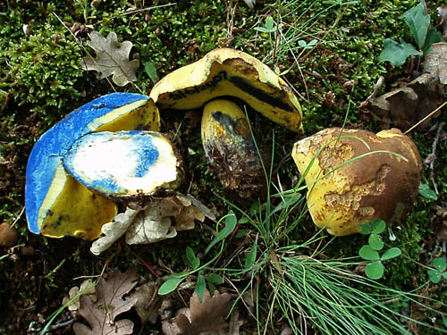 Boletus pulverulentus Boletus pulverulentus