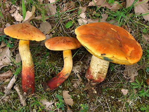 Boletus queletii Boletus queletii