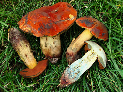 Boletus queletii Boletus queletii