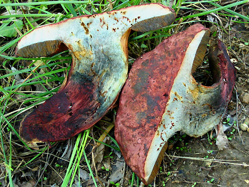 Boletus queletii Boletus queletii