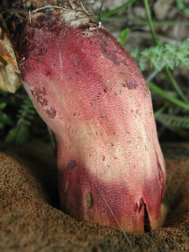 Boletus queletii Boletus queletii