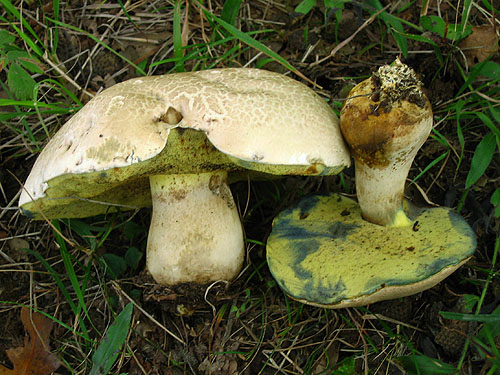 Boletus radicans Boletus radicans