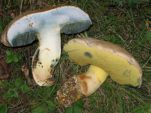 Boletus radicans Boletus radicans
