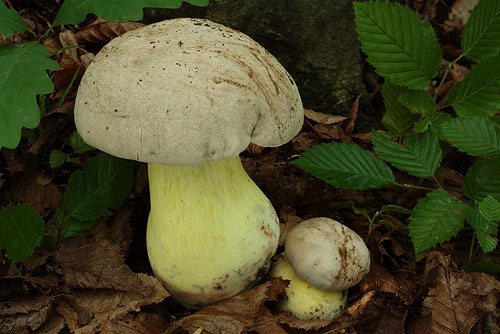 Boletus radicans Boletus radicans