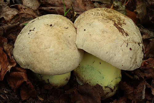 Boletus radicans Boletus radicans