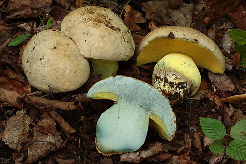 Boletus radicans Boletus radicans