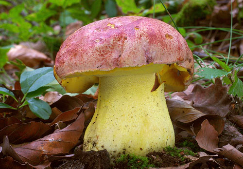 Boletus regius