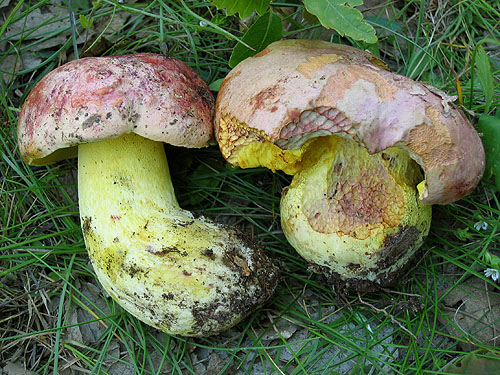 Boletus regius