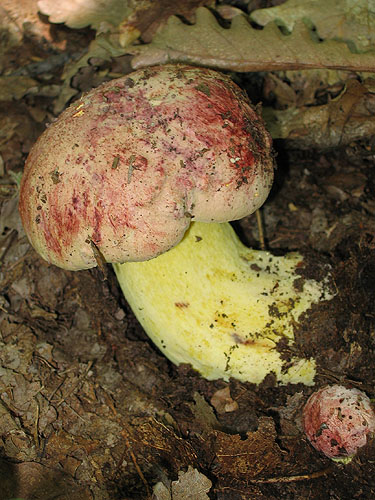 Boletus regius