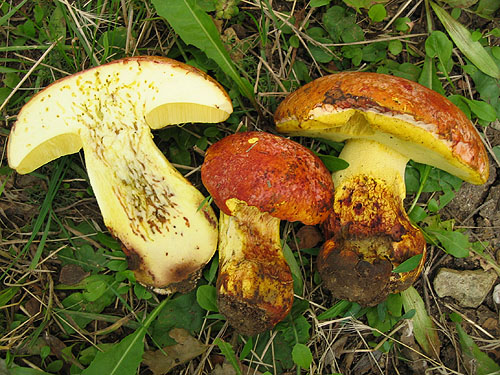 Boletus regius