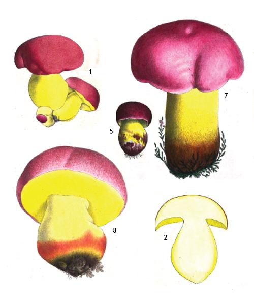 Boletus regius