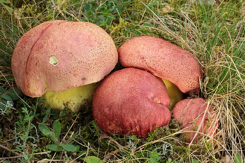 Boletus regius