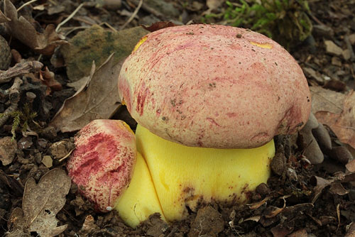 Boletus regius