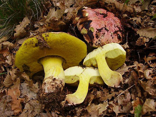 Boletus regius