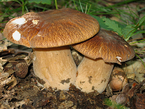 Boletus reticulatus Boletus reticulatus