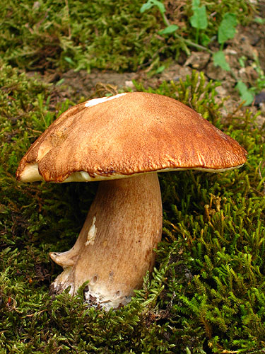 Boletus reticulatus Boletus reticulatus