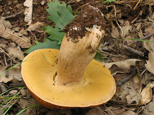 Boletus reticulatus Boletus reticulatus