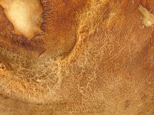 Boletus reticulatus Boletus reticulatus
