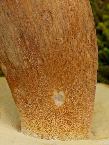 Boletus reticulatus Boletus reticulatus