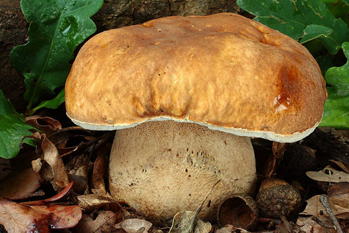Boletus reticulatus Boletus reticulatus
