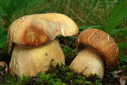 Boletus reticulatus Boletus reticulatus