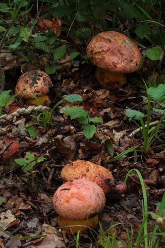 Boletus rhodopurpureus Boletus rhodopurpureus