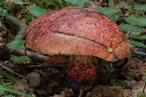Boletus rhodopurpureus Boletus rhodopurpureus