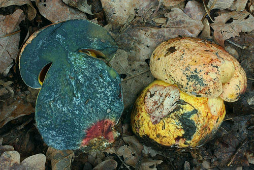 Boletus rhodopurpureus Boletus rhodopurpureus