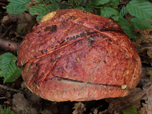 Boletus rhodopurpureus Boletus rhodopurpureus