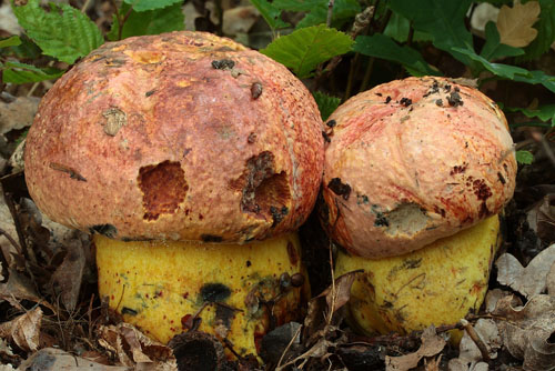Boletus rhodopurpureus Boletus rhodopurpureus