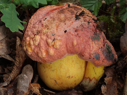 Boletus rhodopurpureus Boletus rhodopurpureus