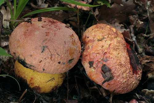 Boletus rhodopurpureus Boletus rhodopurpureus