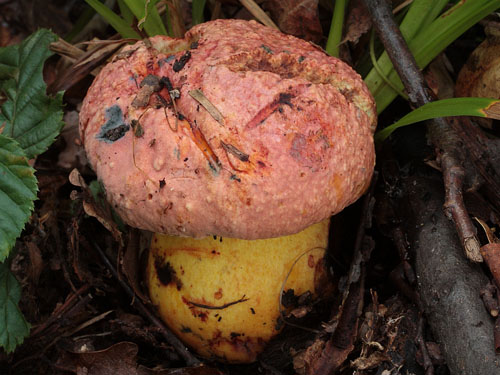Boletus rhodopurpureus Boletus rhodopurpureus