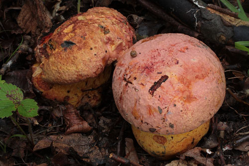 Boletus rhodopurpureus Boletus rhodopurpureus