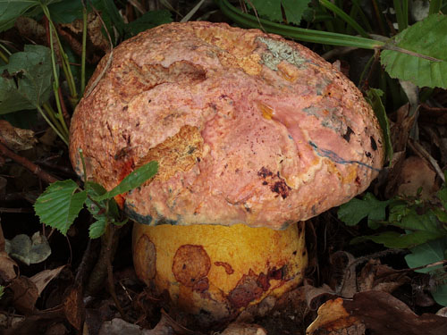 Boletus rhodopurpureus Boletus rhodopurpureus