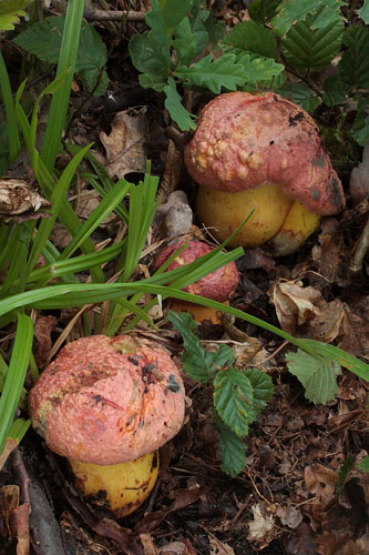 Boletus rhodopurpureus Boletus rhodopurpureus