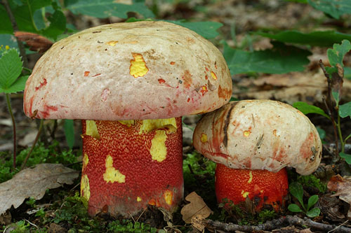 Boletus rhodoxanthus Boletus rhodoxanthus
