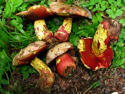 Boletus rhodoxanthus Boletus rhodoxanthus