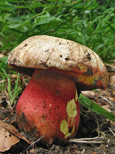 Boletus rhodoxanthus Boletus rhodoxanthus