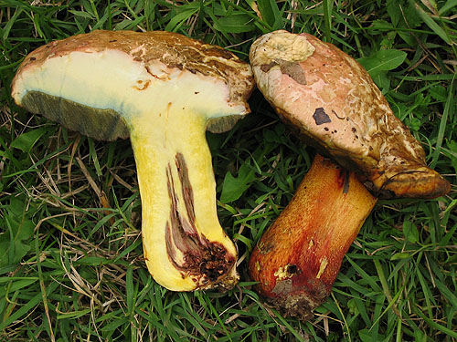 Boletus rhodoxanthus Boletus rhodoxanthus