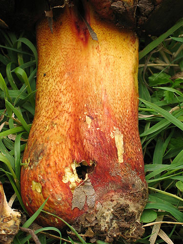 Boletus rhodoxanthus Boletus rhodoxanthus