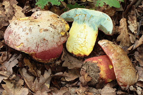 Boletus rhodoxanthus Boletus rhodoxanthus